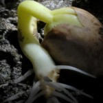 germination-ba