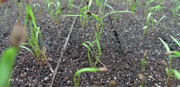 germination